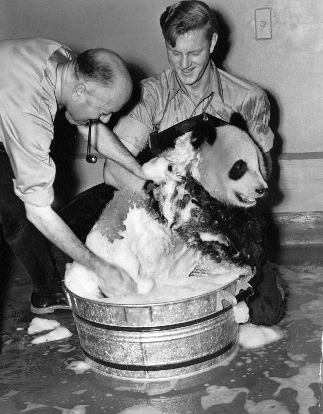 Bears at the St. Louis Zoo in 1939